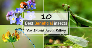 10 Most Beneficial Garden Insects You Should Avoid Killing