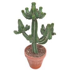 Image result for Euphorbia cooperi