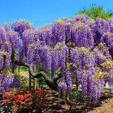 Wisteria plants enchant every home and every garden with their long blue flower clusters. Blue Chinese Wisteria Tree Plantingtree