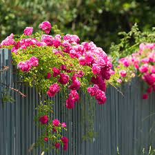 Choice one entree per person from the following or ang How To Start A Rose Garden Planning Planet Natural