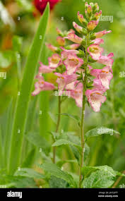 Image result for Digitalis purpurea alba/ red spots