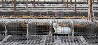 Eine bei den tieren entdeckte variante des coronavirus könnte ein risiko für die. Danische Nerzfarmen In Der Corona Krise Das Grosse Schlachten