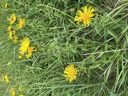 Image result for Inula mannii