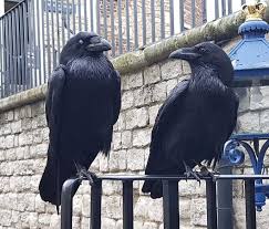 The Ravens at the Tower of London - Picture of Yourwaytours, London -  Tripadvisor