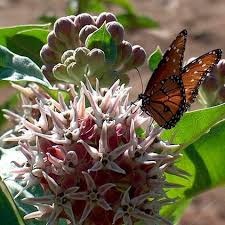 Great Design Plant Asclepias Is Attractive To Monarch Butterflies Asclepias Butterfly Plants Milkweed