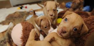 The cost of a basic vet visit ranges depending on where you live, from $15 in some areas to $50 in others. Puppy Protocol Deworming And Vaccines Best Friends Network Partners