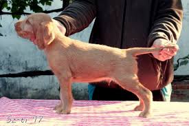 Image result for maďarský ohař drátosrstý