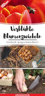Verbluhte Blumenzwiebeln Einfach Wegschmeissen In 2020 Blumenzwiebeln Pflanzen Blumen