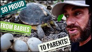 Baby Turtle Surprise!