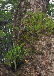 Image result for Polystachya albescens