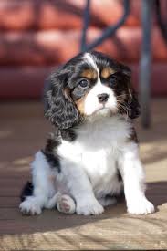Pet S We Love Top 5 Best Dog Breeds To Get Along With Cats King Charles Cavalier Spaniel Puppy Spaniel Puppies King Charles Dog
