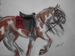 Pferdebild Verbessern Bilder Pferde Zeichnen
