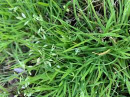 Aktuelle preise für produkte vergleichen! Weed Identification Bermuda Grass North Carolina Lawnsite Is The Largest And Most Active Online Forum Serving Green Industry Professionals