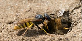 Bumble bees are pretty placid, chilled out insects. 11 Tips To Get Rid Of Ground Bees In Your Yard Naturally