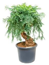 We did not find results for: Araucaria Cunninghamii Bonsai Erdkultur Kaufen Nieuwkoop Europe