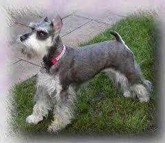 We did not find results for: Types Of Haircuts For Miniature Schnauzer Google Search Animais