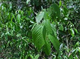 Image result for Gouania