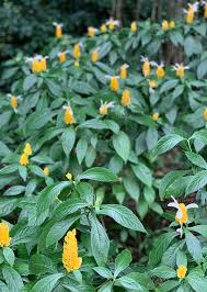 Image result for Pachystachys lutea