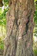 Image result for Phyllanthus manicaensis