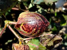 Before Cotton Crop
