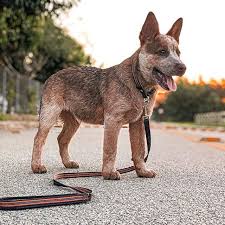Australian Cattle Dog Australian Cattle Dog Red Cattle Dogs Mix Australian Cattle Dog