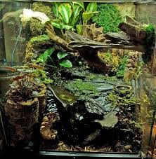 Rescaped Dart Viv Pics Page 2 Dart Frog Vivarium Frog Terrarium Tree Frog Terrarium