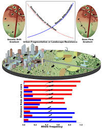 These drawings show how the population changed from time 1 based on this example, explain why evolution by natural selection can only occur if the variation in a trait results in differences in fitness. Evolution Of Life In Urban Environments Science