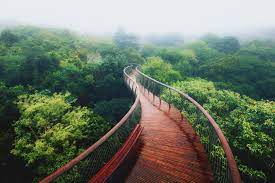 Wallpaper : trees, forest, park, jungle, path, suspension bridge,  rainforest, reservoir, habitat, nonbuilding structure 1619x1080 - spacer -  150344 - HD Wallpapers - WallHere