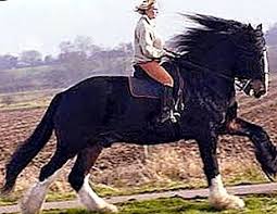 Check spelling or type a new query. The Largest Horses In The World Are The English Heavyweights Of The Shire Breed Nature 2021