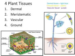 Click to see our best video content. Bellringer Is It A Plant 10 Minutes Ppt Download