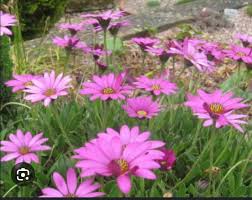 Image result for Osteospermum barberiae
