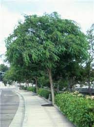 Tipu Tree This Single Or Multi Trunked Tree Will Grow 25 50 High And Has Swaying Light Green Leaves With Yellow Bloo Shade Trees Garden Trees Street Trees