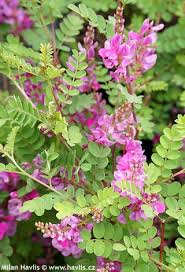 Image result for Indigofera kirkii