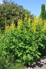 Image result for Indigofera punctata