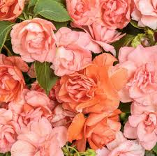 Image result for Impatiens sylvicola