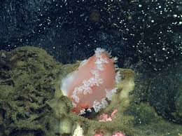 Image result for Tritonia moggii