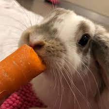 Any Bunny That Are Cute See More Ideas About Cute Rabbits Tags Bunny Cutebunny Littlebunny Rabbit Cuterabbits Bunny Pictures Cute Bunny Animal Lover