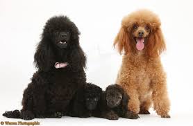Toy Poodle Family Puppy Dog Photos Toy Poodle Poodle