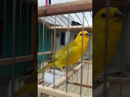 Canario criollo canto el cola mocha. Canto De Canario Criollo Para Ensenar Youtube