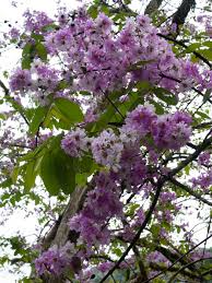 Image result for Lagerstroemia speciosa