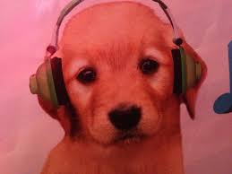 I Am Going To Be Pining Dogs With Headphones Cute Dogs Dogs Cute Animals