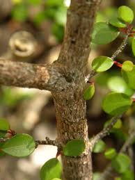 Image result for Lythrum rotundifolium