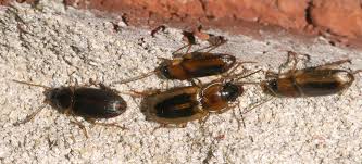 Image result for Nicolasia stenoptera