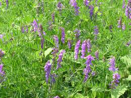 Image result for Vicia