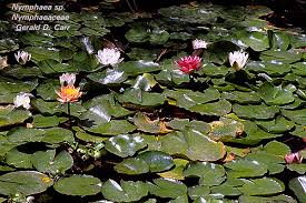 Image result for Nymphaeaceae