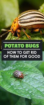 Preven2on 1) grow healthy organic plants. Potato Bugs How To Wipe Out Leptinotarsa Decemlineata Epic Gardening Potato Bugs Garden Pests Organic Pesticide