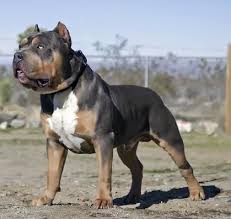 Bossy Kennels Pitbull Puppies Pitbulls Pitbull Terrier