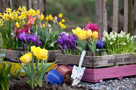Tulipano Viridea Bulbose Piante Fioriere Succulente