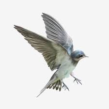 Cute Vivid Flying Bird Cute Bird Flying Bird Bird Png Transparent Clipart Image And Psd File For Free Download Birds Flying Cute Birds Bird Clipart