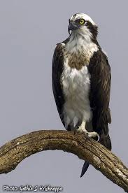 Peregrine Falcon Birds Of Prey New York Eagles And Hawks Of New York South African Birds Osprey Bird Pet Birds